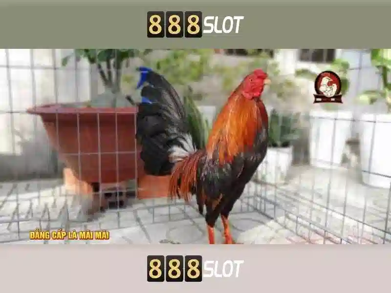 888SLOT – Casino, Slot, Thể Thao, Xổ Số, Game Bài 3D